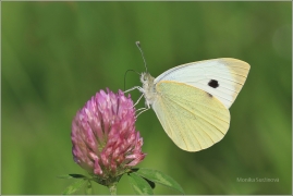 <p>BĚLÁSEK ZELNÝ (Pieris brassicae) ----- /Large white - Großer Kohlweißling/</p>